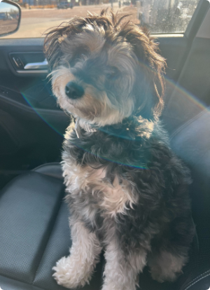 Carly's dog, Stella
