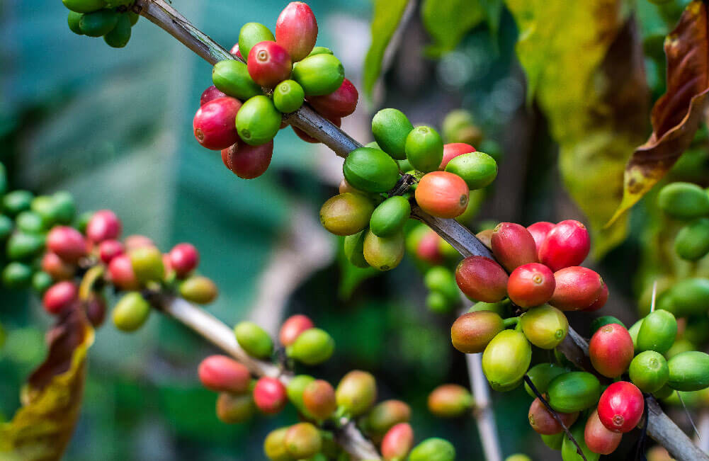 coffee berries